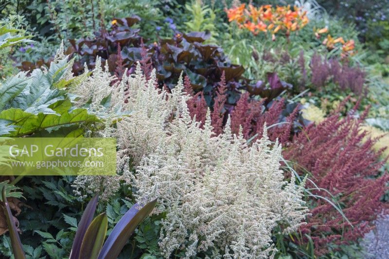 White and red astilbe  in border with assorted burgundy and green foliage. 