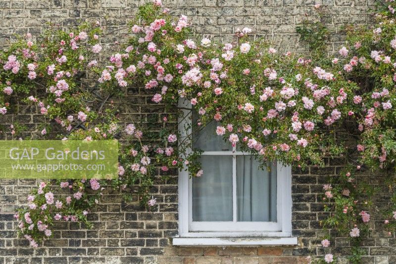 Rosa 'Paul Noel' trained on a house wall - May.
