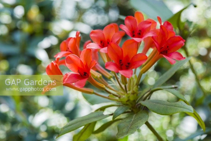 Rhododendron verticillatum June