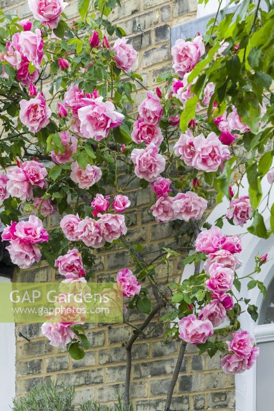 Rosa 'Madame Gregoire Staechelin' trained on brick 
wall of Victorian house - May
