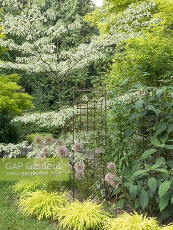 Garden view showing tiered branching of wedding cake tree underplanted with ornamental onions and All Gold Japanese forest grass. Metal lattice used to support plants