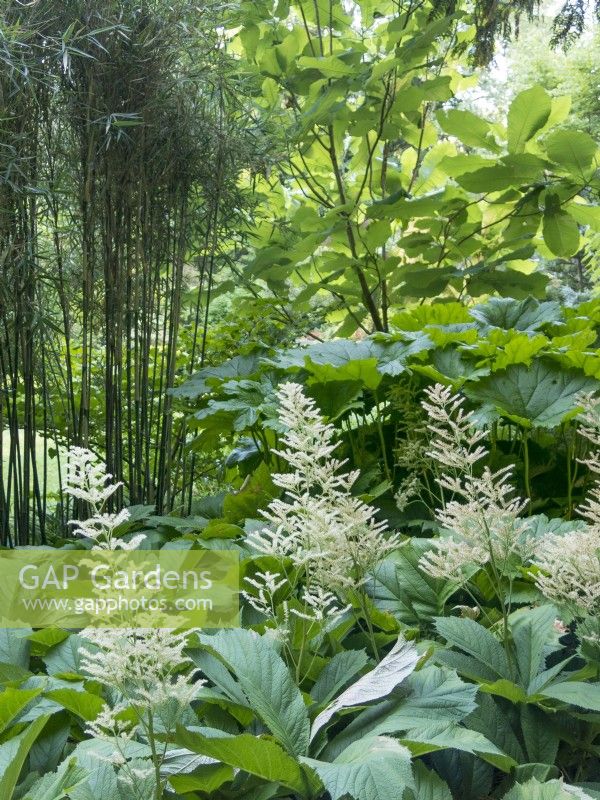 Large foliage of Rodgersia, magnolia and darmera brings tropical look to shady temperate garden
