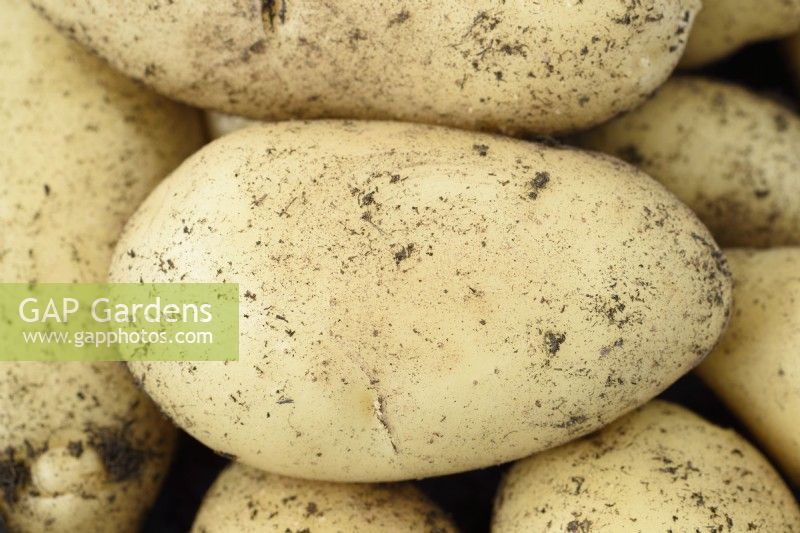 Solanum tuberosum  'Sharpe's Express'  First early potato grown in a tub of compost  June