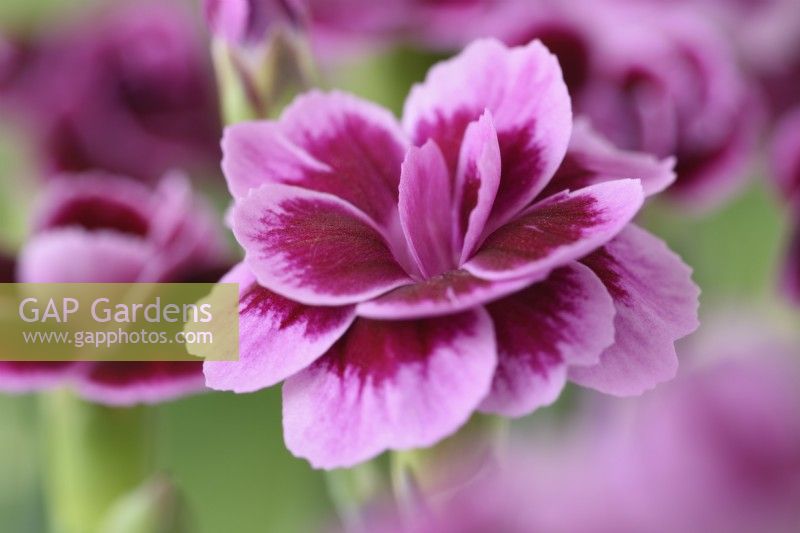 Dianthus  Pink Kisses  'Kledg12163'  June
