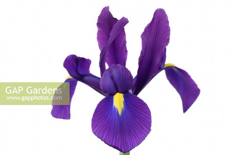 Iris  'Purple Sensation'  Syn.  Iris hollandica 'Purple Sensation'  Dutch Iris  June
