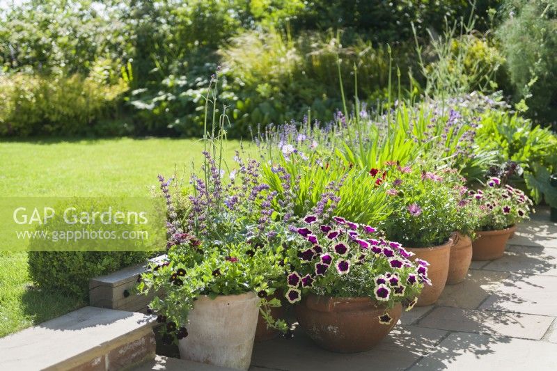 Collection of terracotta containers on patio with colourful bedding plants. Calibrachoa, petunias, osteospermum, agapanthus, Salvia verticillata. June