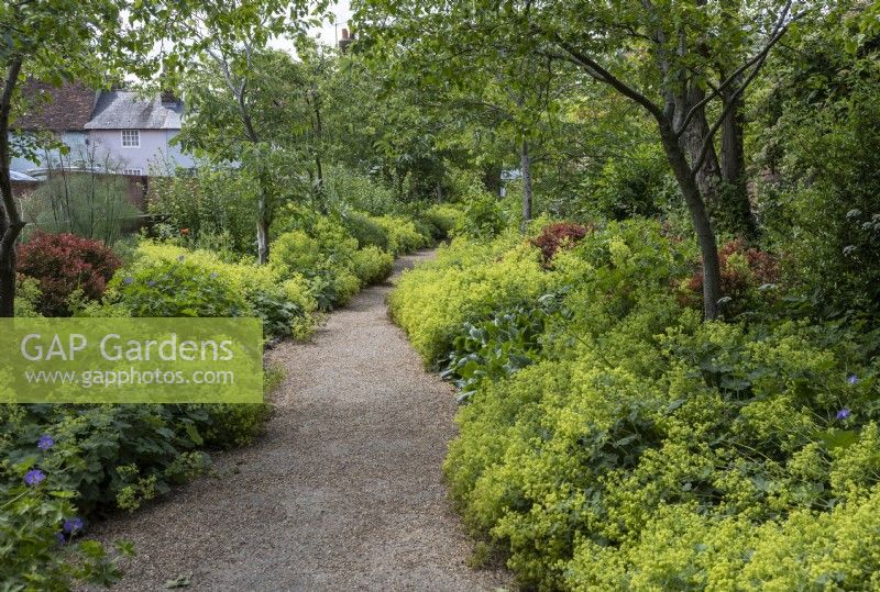 Pathway with Alchemilla mollis and other border plants in summer
