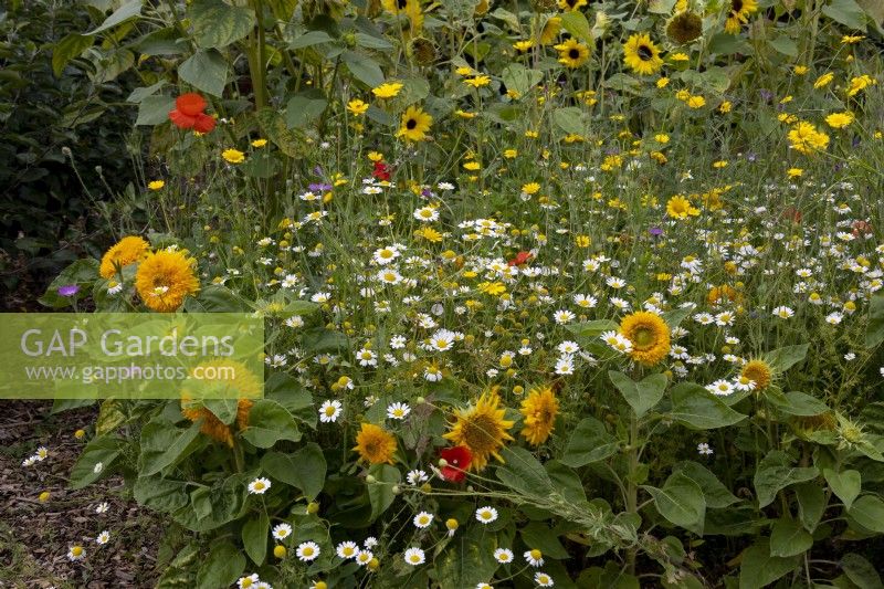 Mixed wildflower planting, sunflowers, chamomile, poppies, daisies in corner of walled vegetable garden