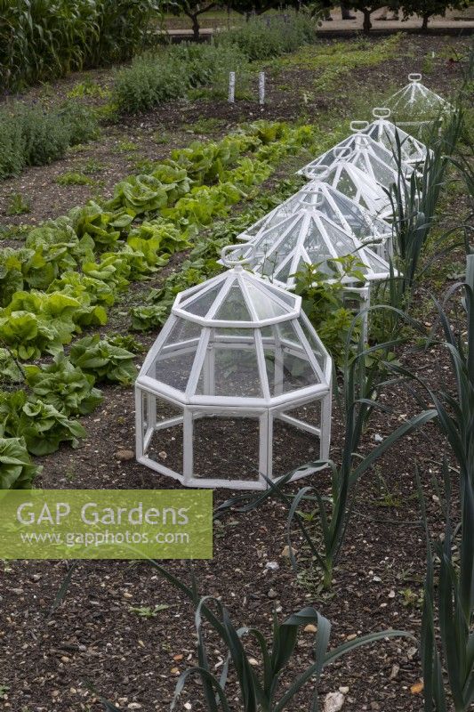 Large cloches in use in the walled garden at Audley End, Essex