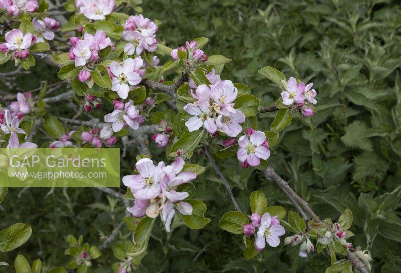 Malus, Apple Blossom on Apple 'James Grieve', late spring