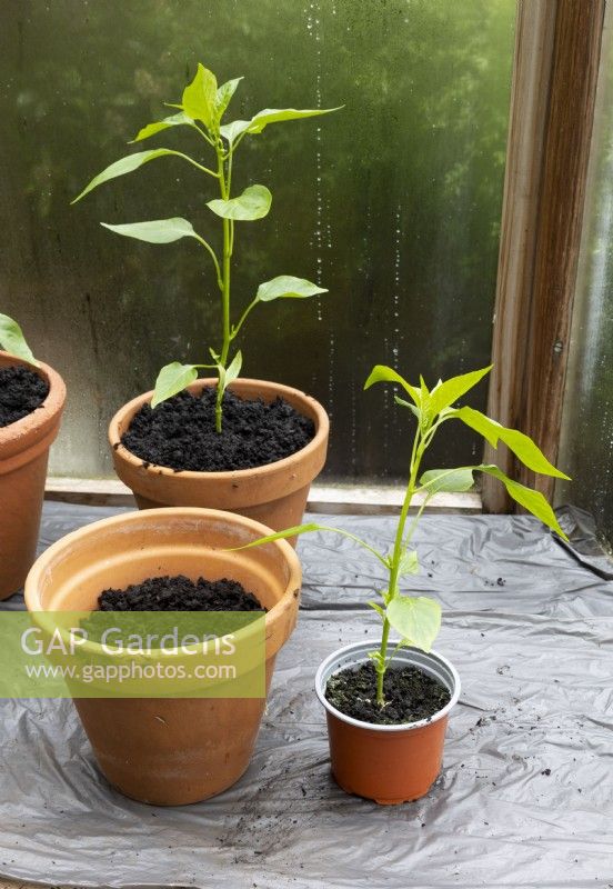 Potting on chilli plants from small pots to large terracotta pots, in cool greenhouse, spring