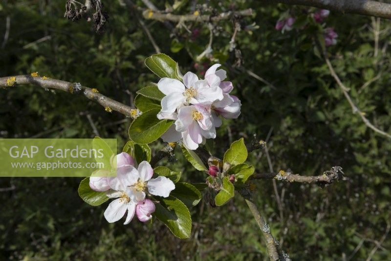 Malus, Apple Blossom on Apple 'James Grieve', late spring