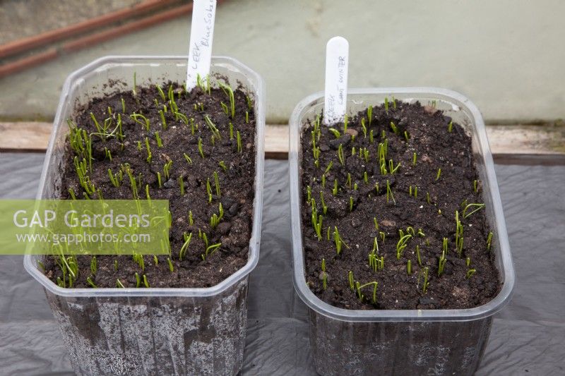 Seedling leeks grown in recycled plastic supermarket fruit packaging Leek 'Blue Solaise' and 'Giant Winter'