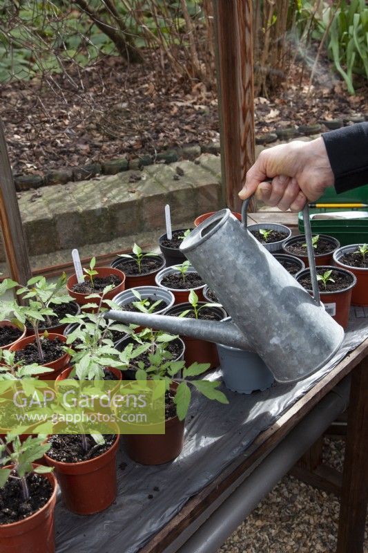 Watering pots of tomatoes and chillis in greenhouse spring 2021, Tomato 'Fandango' and Chillis 'Cyklon' and 'Tabasco'