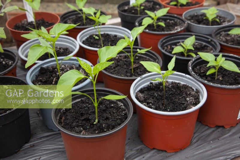Young chilli plants in plastic pots on bench in heated greenhouse. Chilli peppers 'Cyklon' and 'Tabasco'