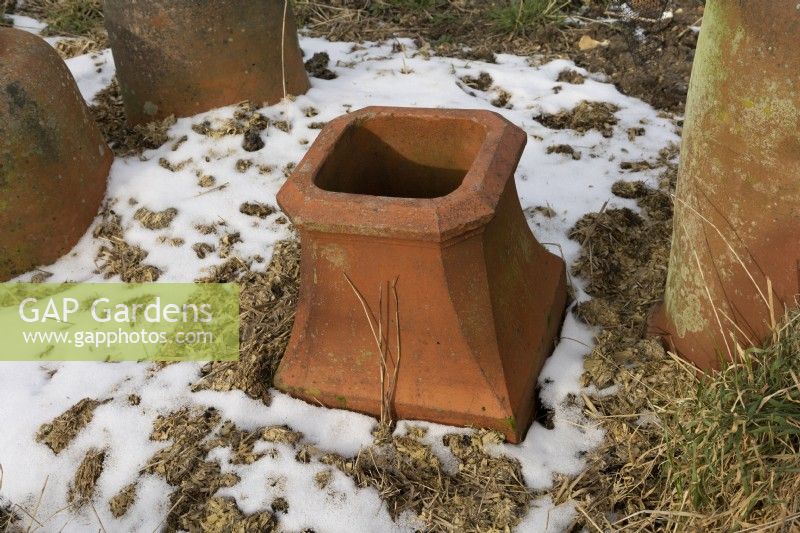 Recycled chimney pot used as a forcing pot for early rhubarb, allotment plot February