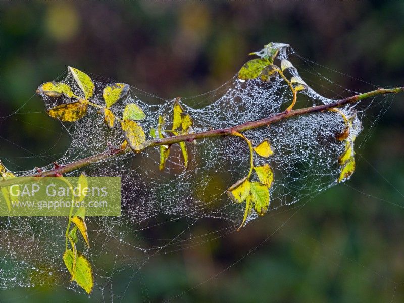 Rosa canina foliage covered in spiders webs winter dew December