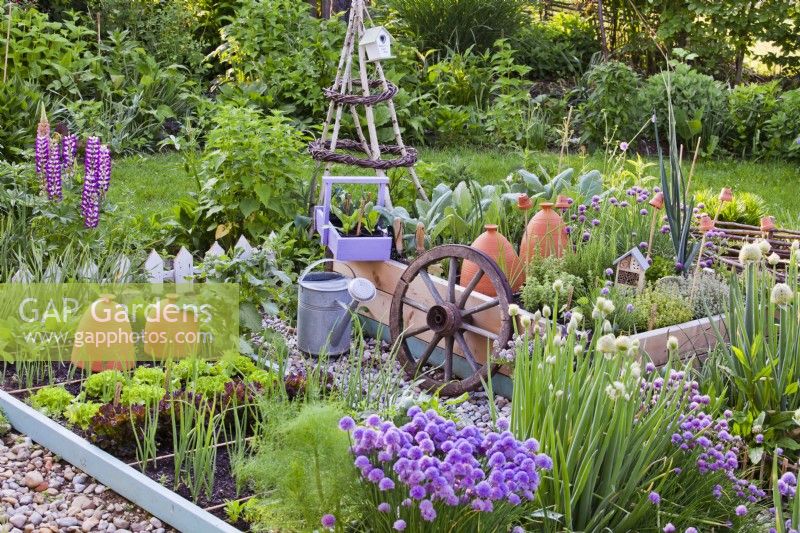 Kitchen garden with raised vegetable and herb beds. Welsh onion and chives in flower, watering can, old wheel and trug with seedlings.
