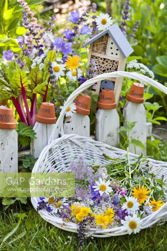 Basket with picked wildflowers in wildlife friendly garden.