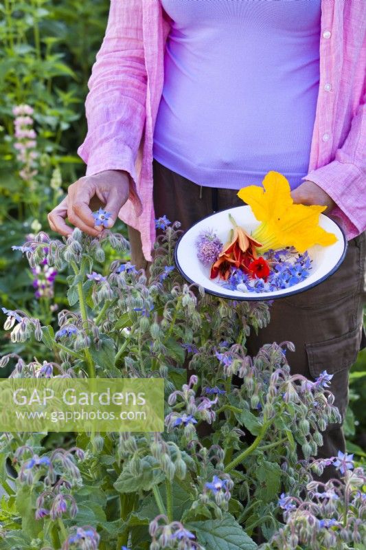 Picking edible flowers - borage, chives, hemerocallis and courgette.