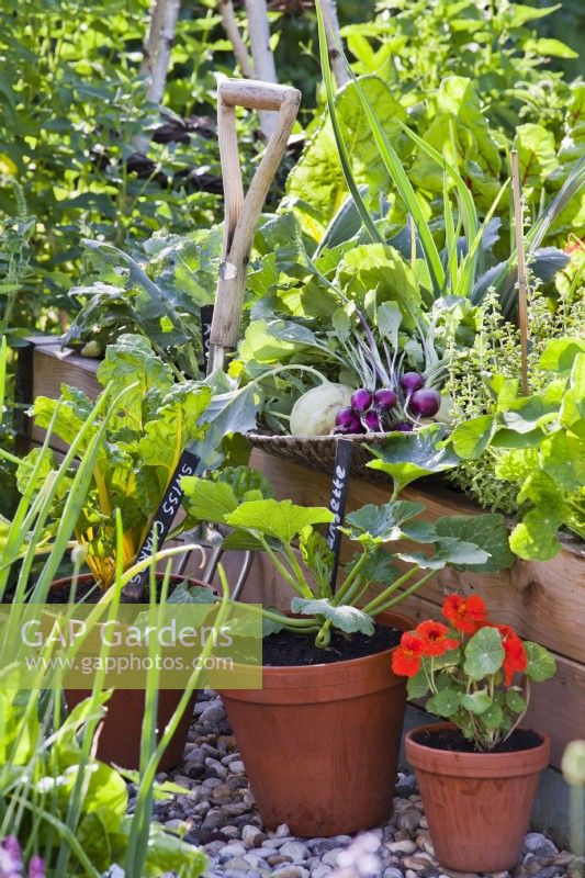 Pot growing courgette, swiss chard and nasturtium, harvested kohlrabi 'Vienna' and radish 'Viola'.