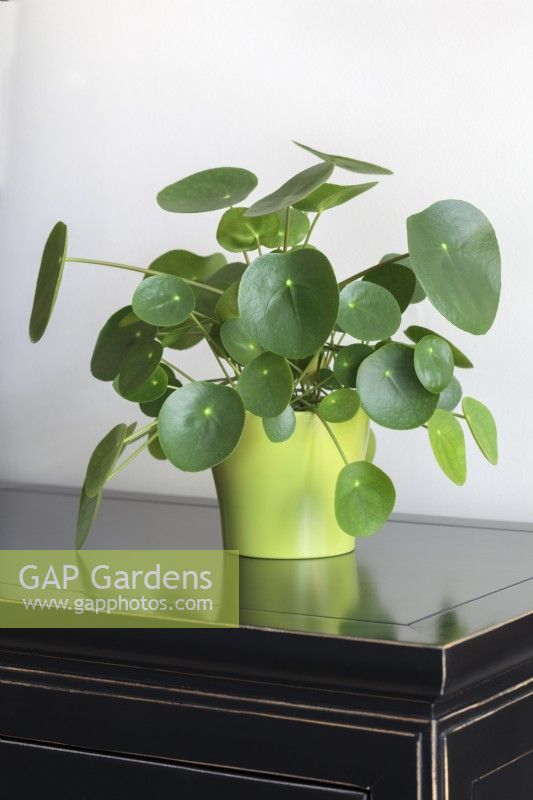 Pilea peperomioides on black wooden drawers- Chinese Money Plant