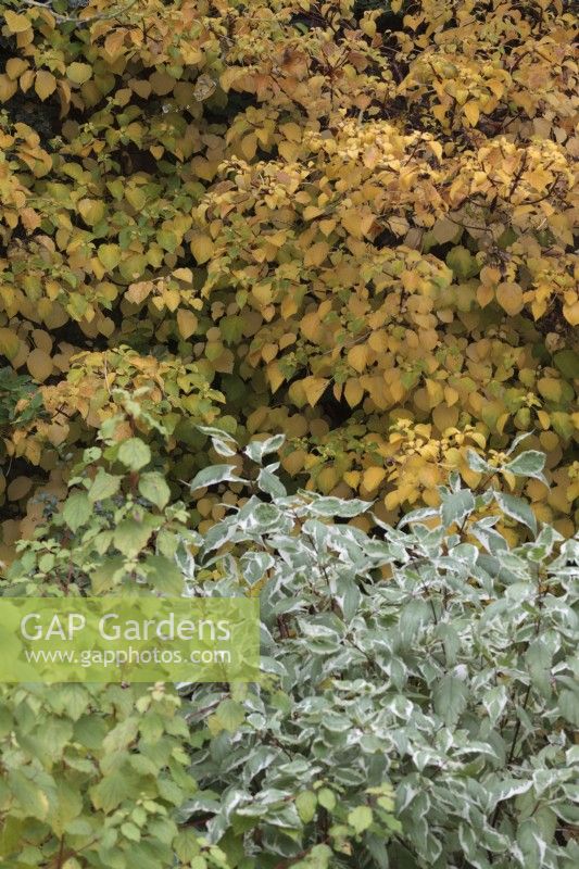  Hydrangea anomala subsp petiolaris with Cornus 'Midwinter Fire' and Cornus Alba 'Elegantissima' - October