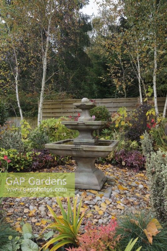 Autumn garden with square tiered stone fountain surrounded by pebbles and Betula utilis var 'Jacquemontii',- October