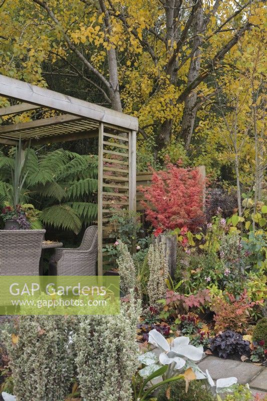 Autumn garden with wicker table and chairs under wooden pergola with Acers, Dicksonia antarctica, Senecio candidans 'Angel Wings' and Euonymus japonicus 'White Spire'  October