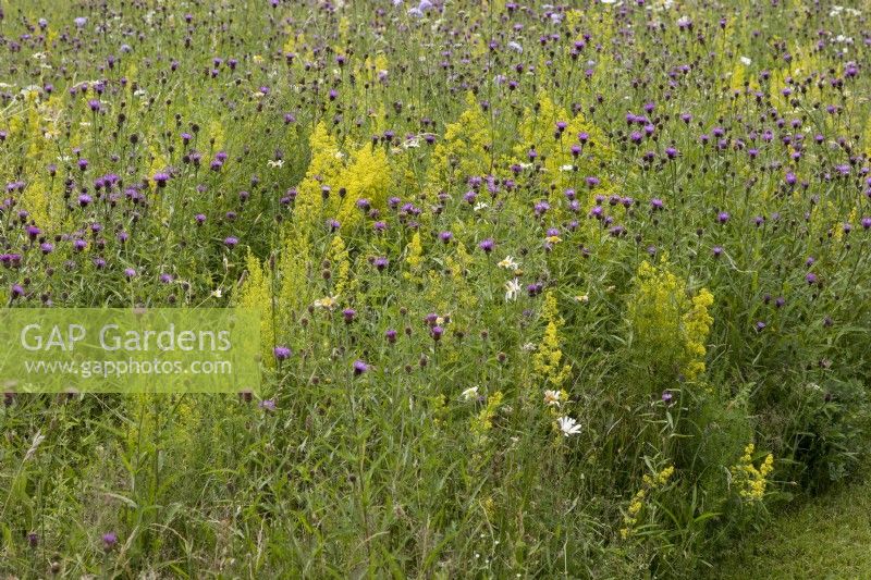 Galium verum, Centaurea nigra and Anthemis arvensis in wildflower meadow, Ladies Bedstraw, Common Knapweed and Corn Chamomile, Ulting Wick, Essex