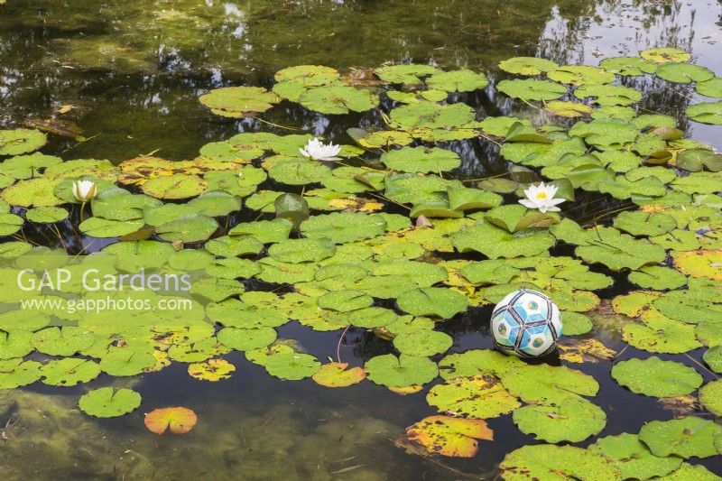 Pond with white flowering Nymphaea alba - Waterlilies and lost soccer ball - June