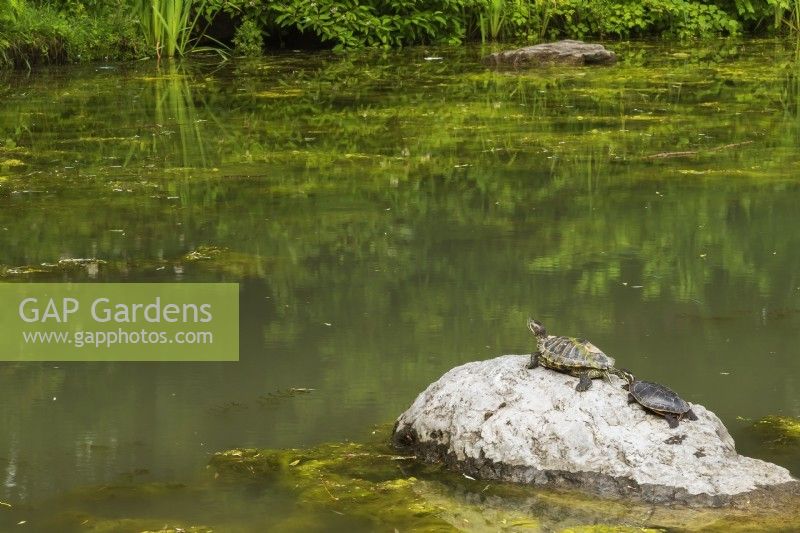 Chrysemys picta - Eastern Painted Turtles basking on rock in a pond with overgrown Chlorophyta Green Algae, Centre-de-la-Nature, Laval, Quebec, Canada - June