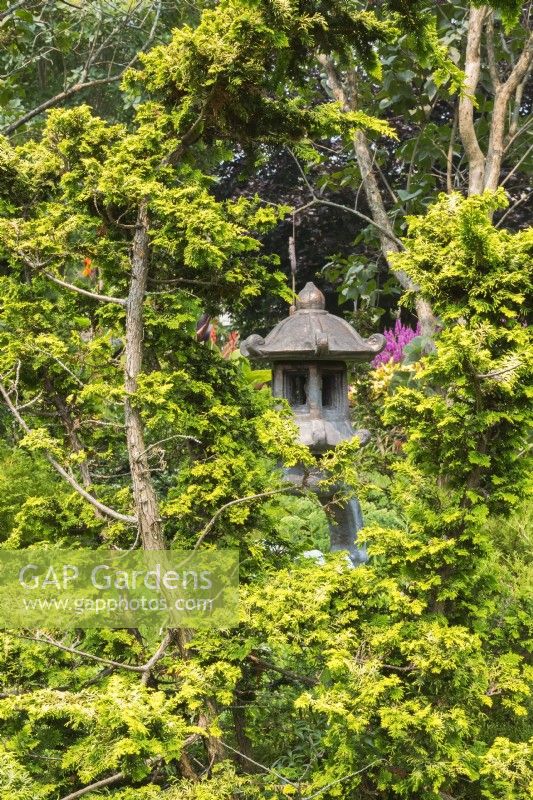 Concrete stone Chinese lantern framed through Chamaecyparis obtusa 'Fernspray Gold' in backyard garden in summer, Quebec, Canada - July