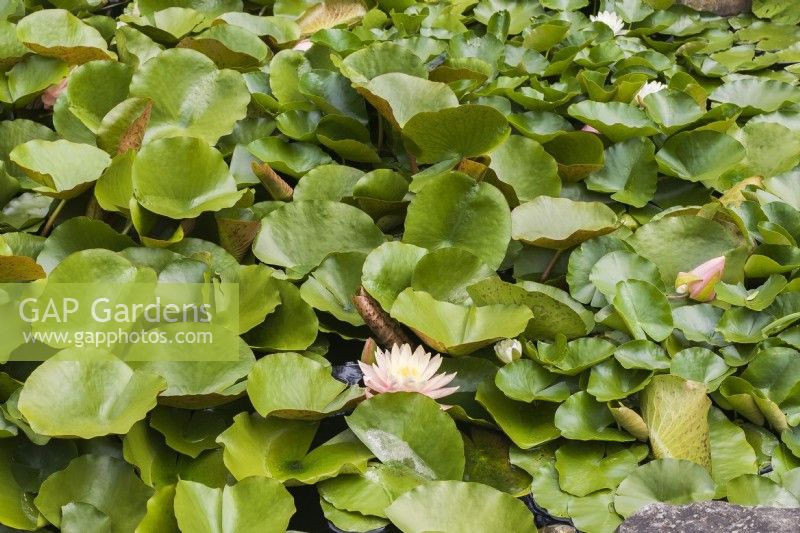 Nymphaea - Waterlily on pond surface, Quebec, Canada - July