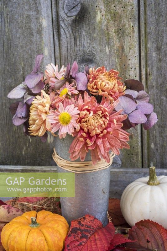 Chrysanthemums and purple Hydrangeas arranged in small metal pot against wooden background