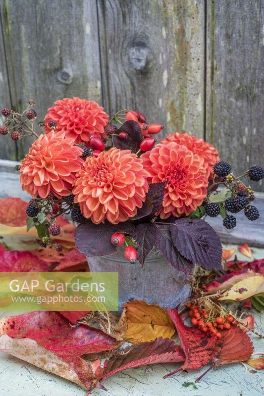 Orange Dahlias arranged with rosehips and blackberries and purple foliage in metal pot against wooden background