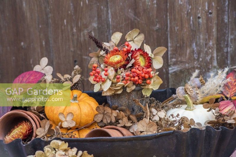 Autumnal arrangement in metal tray with squashes, orange Helichyrsums, berries and dried Hydrangeas and seedheads, foliage and terracotta pots