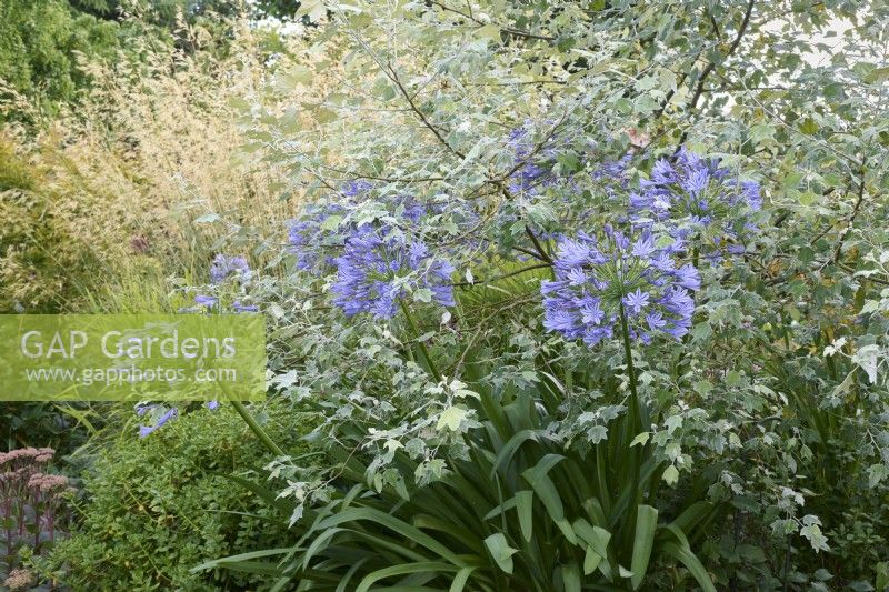 Agapanthus 'Trudy' and Populus alba 'Richardii' with Stipa gigantea in the background