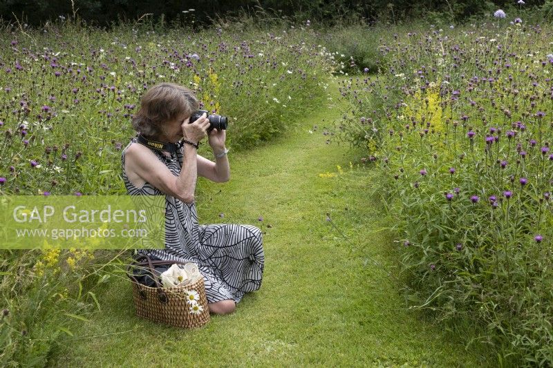 Galium verum, Centaurea nigra and Anthemis arvensis in wildflower meadow, Ladies Bedstraw, Common Knapweed and Corn Chamomile, Ulting Wick, Essex. Woman photographing meadow