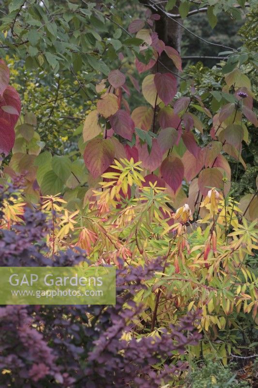 Autumn colours of Euphorbia griffithii 'Fireglow', Cornus alba 'Siberica' and Berberis 'Golden Ring'