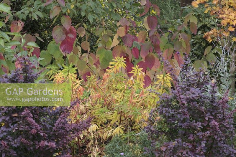 Autumn colours of euphorbia griffithii 'Fireglow', Cornus alba 'Siberica' and Berberis 'Golden Ring'