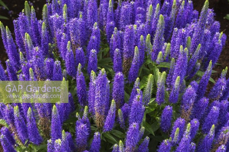 Salvia nemorosa 'Violet Profusion' - Sage - June