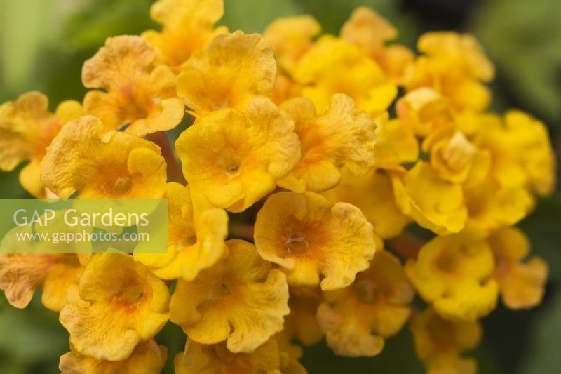 Lantana 'Bandana Orange' - Shrub verbena flowers - June