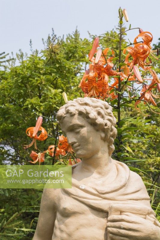 Greek-Roman style statue and Lilium lancifolium - Tiger Lily in backyard garden in summer, Quebec, Canada - July