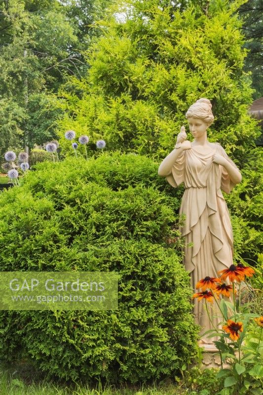 Thuja occidentalis 'Little Giant' - Cedar, Rudbeckia 'Rising Sun Chestnut Gold' - Coneflowers, Echinops ritro 'Blue Globe' - Globe Thistle in border with sculpture of young woman in front yard garden in summer, Quebec, Canada - July