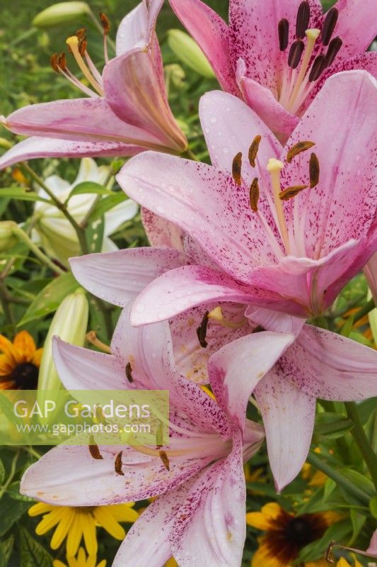 Lilium 'Dot Com' - Lily in summer, Quebec, Canada - July