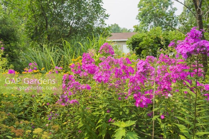 Phlox x arendsii 'Pink Attraction' in border in backyard garden in summer, Quebec, Canada - July