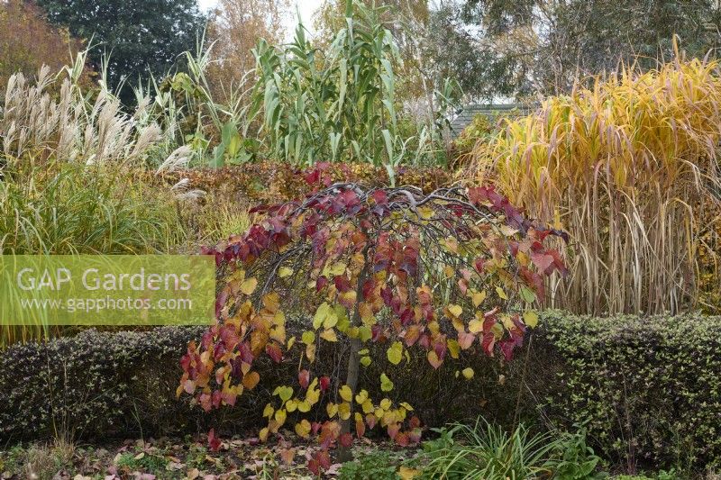 Cercis canadensis 'Ruby Falls' with Miscanthus sinensis 'Silberfeder' and Miscanthus giganteus in autumn