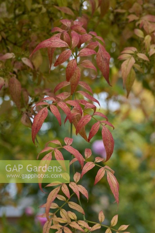 Autumn foliage of Jasminum officinale - common jasmine