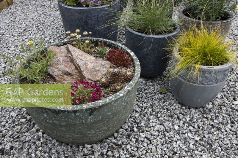 A variety of alpine plants form a mini rockery in  large planter with various grasses in planters behind. Clockwise from right; Bergeranthus glenensis,  Sempervivum, Phlox douglassi 'Oxen Blood', Thymus serpyllum 'Minimus', Achillea x lewisii 'King Edward', Leptinella dendyi
